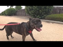 Staffordshire Bull Terrier And The Gang! Daily Dose #8
