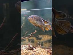 Quinn’s Incredible Yellow Jacket Cichlid