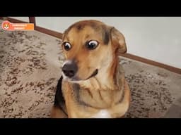 When Your Dogs as Your Daily Dose of Joy 😂🐶Funny Dog Videos 2025 #1