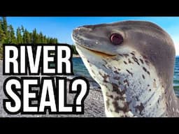 3 Marine Predators That Would Completely Take Over Freshwater Ecosystems