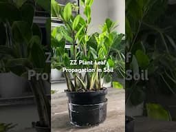 How To MIRACULOUSLY Propagate ZZ Plant from Just Leaves