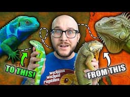 A NEW Iguana Species? Here's How!