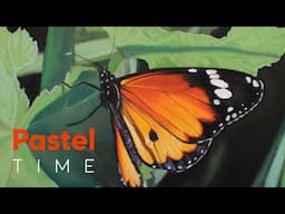 Plain Tiger Butterfly in Soft Pastel - Timelapse