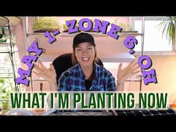 Veggie & Flower Seed to Plant in May- Zone 6