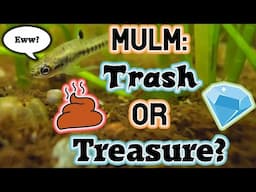 Mulm in Aquariums: Trash or Treasure? Microfauna, Nutrients & Plant Power