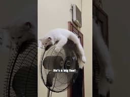 Even animals love their air conditioners in the summer!!! 🥵☀️🔥