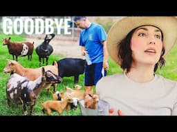 Who Stays & Who Goes? 👀 (BIG CHANGES TO THE GOAT HERD!)