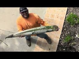 Let’s Play “Can You Stick it?” with your Queen Palms!
