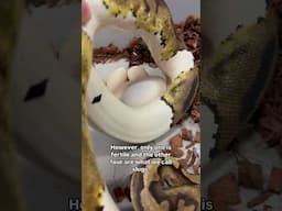 Check back in 2 months to see her baby!