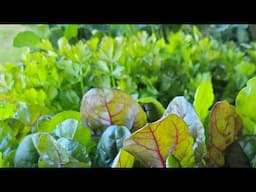 Saturday Garden Walk Through April 12, 2025