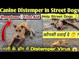 Canine Distemper In Street Dogs || CD - Virus In Street Dogs || गली के डॉग में Distemper की दवाई 🚨