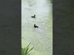 Mum duck tricks her ducklings 🤣 (🎥: ViralHog)