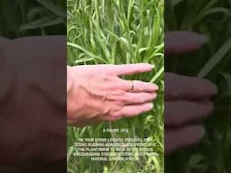 Tying in boisterous cut flower stems (3rd June 2025)