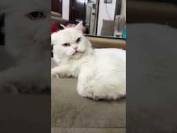 Angry Sam ❤️ #persiancat