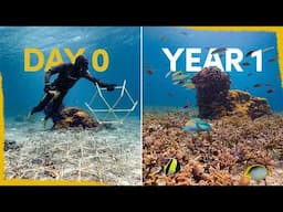 One year ago we created a reef - now it's full of life