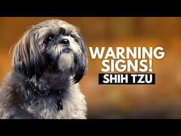 5 Signs Your Shih Tzu Dislikes You