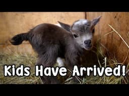 Kid Goats Have Arrived! and the Olight Arkfeld Cat Laser