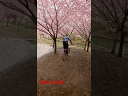 Cherry Blossom Ride in Downtown Akron #sakura #bicycles #cherryblossoms