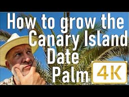 How to Plant and Grow the Canary Island Date Palm - Phoenix canariensis