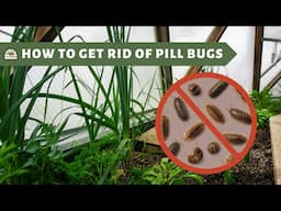 How to Get Rid of Pill Bugs in Your Garden