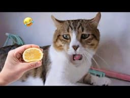 You Laugh You Lose😋😻New Funniest Dogs and Cats 2025😹🐕 #9