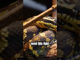 Snakes need red light 🔴💡