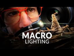 Train Your Eye for Light: A Macro Photography Walk in the Forest