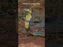 The King cobra does not belong to the most dangerous snakes in the world