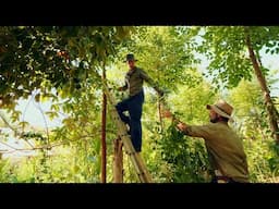 The Art of Management in Syntropic Agriculture