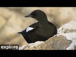 Audubon Guillemot Burrow Cam powered by EXPLORE.org