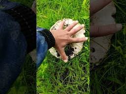 giant mushroom