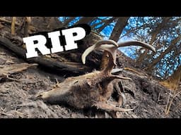 I HATE to See THIS - Future Giant Whitetail