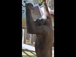 Ape Birthdays!