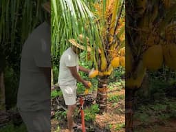 ഒരു ഓസ്ട്രേലിയൻ തേങ്ങാ കഥ 😂😂 #coconut #australianjeevitham