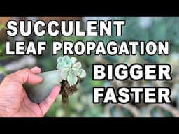 How to Propagate Bigger Succulents From Leaves Faster