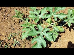 Watermelon Early Stage Care and Nutritional Needs