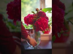 Pick your own peonies have never been prettier 😍💐#peony #peonies #peonyseason