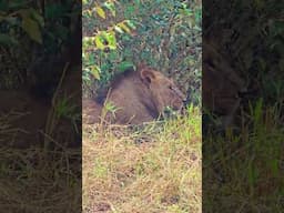 Lion In the Bushes! | #Wildlife #ShortsAfrica