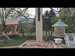 CAT TV - Birds For Cats To Watch | Relaxing Bird Sounds For Anxiety and Good Sleep