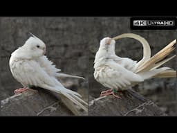 Snow Cockatiel Best Relaxing Video - Cute parrots