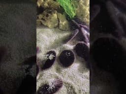 Ever Seen Sand Dollars Snack?!