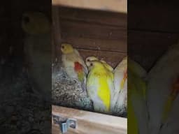 parents feet  red ramped# chakraborty birds farm ##