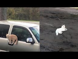 Try Not To Laugh 🤣 New Funny Cats Video 😹 - MeowFunny Part 33