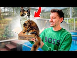 Comprei uma GATA DE ESTIMAÇÃO (de verdade) - Vlog