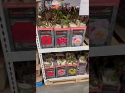 New Garden Finds at Costco! #costco #costcofinds #garden #gardening
