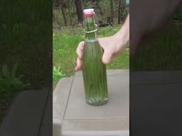 Making Pine Soda & Root Beer from the Woods!
