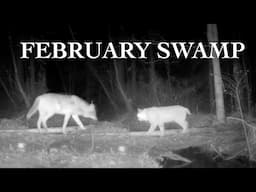 February Swamp Trail Cam Pickup