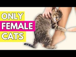 Super Weird Things Only FEMALE Cats Do For Their Owners & Why