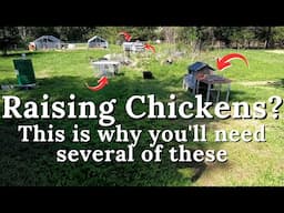 Why you should have multiple mini-coops if you are raising chickens and hatching chicks