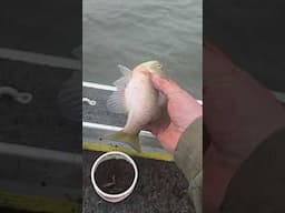 big Ole gill going back!! #fishing #shorts #fish #subscribe